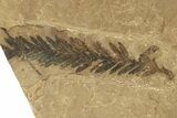 Fossil Conifer (Metasequoia & Thuja) Plate - McAbee, BC #276393-1